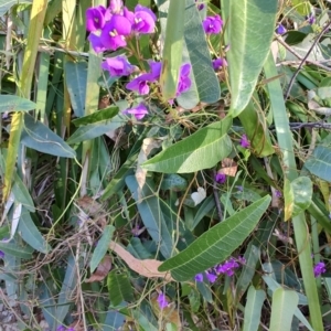 Hardenbergia violacea at Fassifern, NSW - 31 Aug 2024 04:05 PM