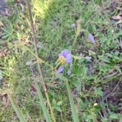 Dianella sp. at Fassifern, NSW - 31 Aug 2024 by LyndalT