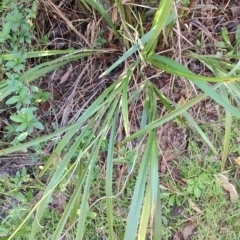 Dianella caerulea at Fassifern, NSW - 31 Aug 2024