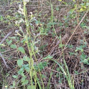 Dianella caerulea at Fassifern, NSW - 31 Aug 2024 04:06 PM