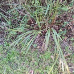 Dianella caerulea at Fassifern, NSW - 31 Aug 2024