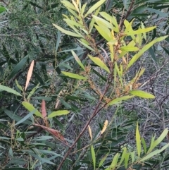 Acacia longifolia at Fassifern, NSW - 31 Aug 2024 by LyndalT