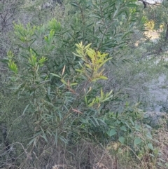 Acacia longifolia at Fassifern, NSW - 31 Aug 2024