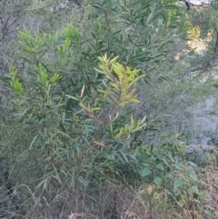 Acacia longifolia at Fassifern, NSW - 31 Aug 2024 04:09 PM
