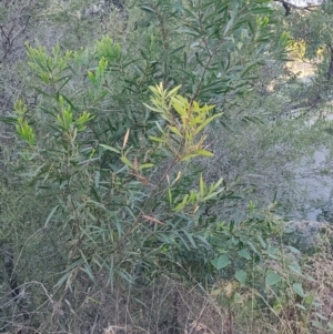 Acacia longifolia at Fassifern, NSW - 31 Aug 2024 04:09 PM