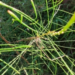 Allocasuarina littoralis at Fassifern, NSW - 31 Aug 2024 by LyndalT