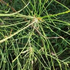 Allocasuarina littoralis at Fassifern, NSW - 31 Aug 2024