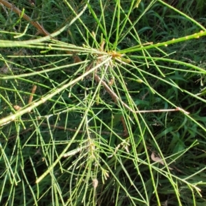 Allocasuarina littoralis at Fassifern, NSW - 31 Aug 2024