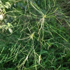 Allocasuarina littoralis at Fassifern, NSW - 31 Aug 2024