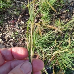 Hyparrhenia hirta (Coolatai Grass) at Fassifern, NSW - 31 Aug 2024 by LyndalT