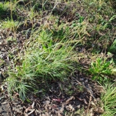 Hyparrhenia hirta at Fassifern, NSW - 31 Aug 2024