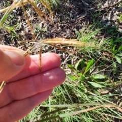 Hyparrhenia hirta at Fassifern, NSW - 31 Aug 2024