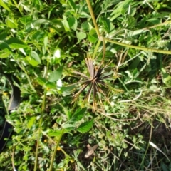 Bidens pilosa at Fassifern, NSW - 31 Aug 2024 by LyndalT