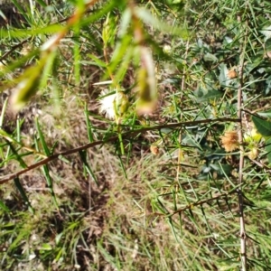 Acacia ulicifolia at Fassifern, NSW - 31 Aug 2024