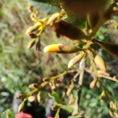 Podolobium ilicifolium (prickly shaggy-pea) at Fassifern, NSW - 31 Aug 2024 by LyndalT