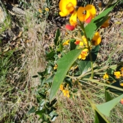 Podolobium ilicifolium (Andrews) Crisp at Fassifern, NSW - 31 Aug 2024