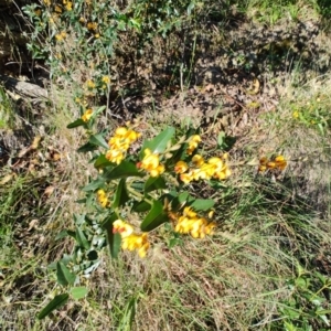 Podolobium ilicifolium (Andrews) Crisp at Fassifern, NSW - 31 Aug 2024