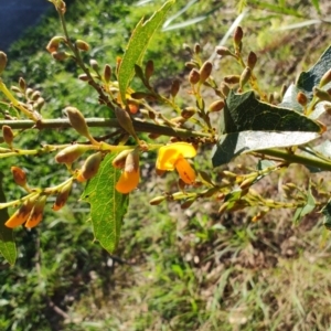 Podolobium ilicifolium at Fassifern, NSW - 31 Aug 2024