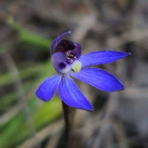 Cyanicula caerulea at Bruce, ACT - 31 Aug 2024