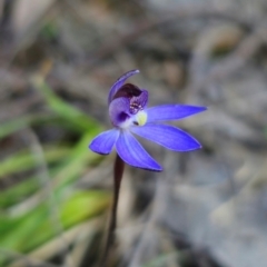 Cyanicula caerulea at Bruce, ACT - suppressed