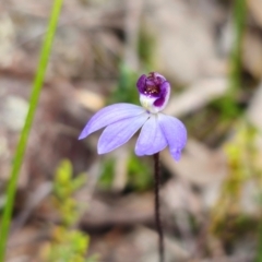 Cyanicula caerulea at Bruce, ACT - 31 Aug 2024