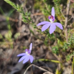 Cyanicula caerulea at Bruce, ACT - suppressed