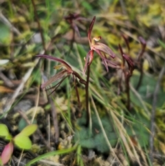 Cyrtostylis reniformis (Common Gnat Orchid) at Bruce, ACT by Csteele4