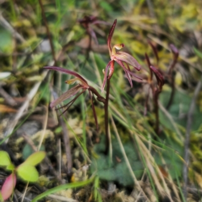 Cyrtostylis reniformis (Common Gnat Orchid) by Csteele4