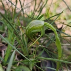 Pterostylis nutans (Nodding Greenhood) at Bruce, ACT - 31 Aug 2024 by Csteele4