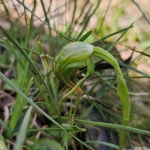 Pterostylis nutans at Bruce, ACT - suppressed