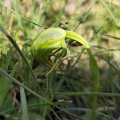 Pterostylis nutans at Bruce, ACT - suppressed