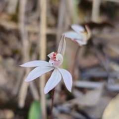 Caladenia fuscata (Dusky Fingers) at Bruce, ACT - 31 Aug 2024 by Csteele4