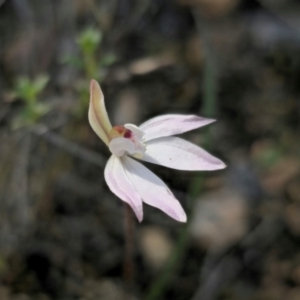 Caladenia fuscata at Bruce, ACT - suppressed