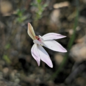 Caladenia fuscata at Bruce, ACT - suppressed