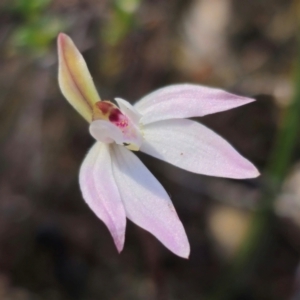 Caladenia fuscata at Bruce, ACT - suppressed