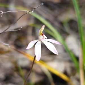 Caladenia fuscata at Bruce, ACT - suppressed