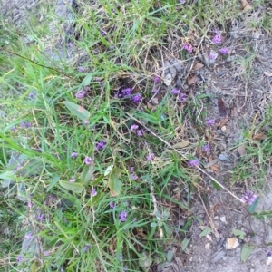 Hardenbergia violacea at Teralba, NSW - 31 Aug 2024