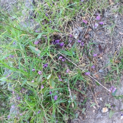 Hardenbergia violacea at Teralba, NSW - 31 Aug 2024 by LyndalT