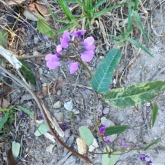 Hardenbergia violacea at Teralba, NSW - 31 Aug 2024 02:50 PM