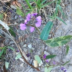 Hardenbergia violacea at Teralba, NSW - 31 Aug 2024