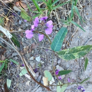 Hardenbergia violacea at Teralba, NSW - 31 Aug 2024 02:50 PM