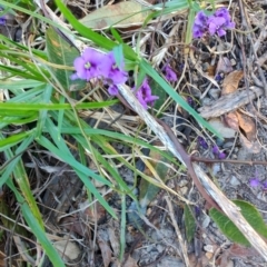 Hardenbergia violacea at Teralba, NSW - 31 Aug 2024