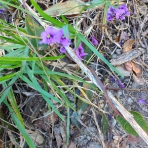 Hardenbergia violacea at Teralba, NSW - 31 Aug 2024 02:50 PM