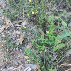 Goodenia sp. at Teralba, NSW - 31 Aug 2024 by LyndalT