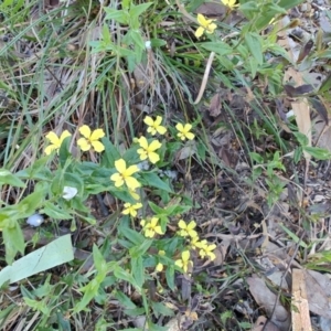 Goodenia sp. at Teralba, NSW - 31 Aug 2024