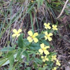 Goodenia sp. at Teralba, NSW - 31 Aug 2024