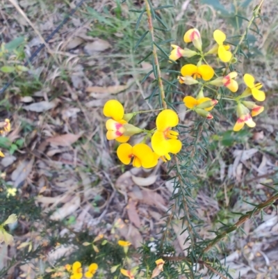 Dillwynia retorta (Heathy Parrot-Pea) at Teralba, NSW - 31 Aug 2024 by LyndalT