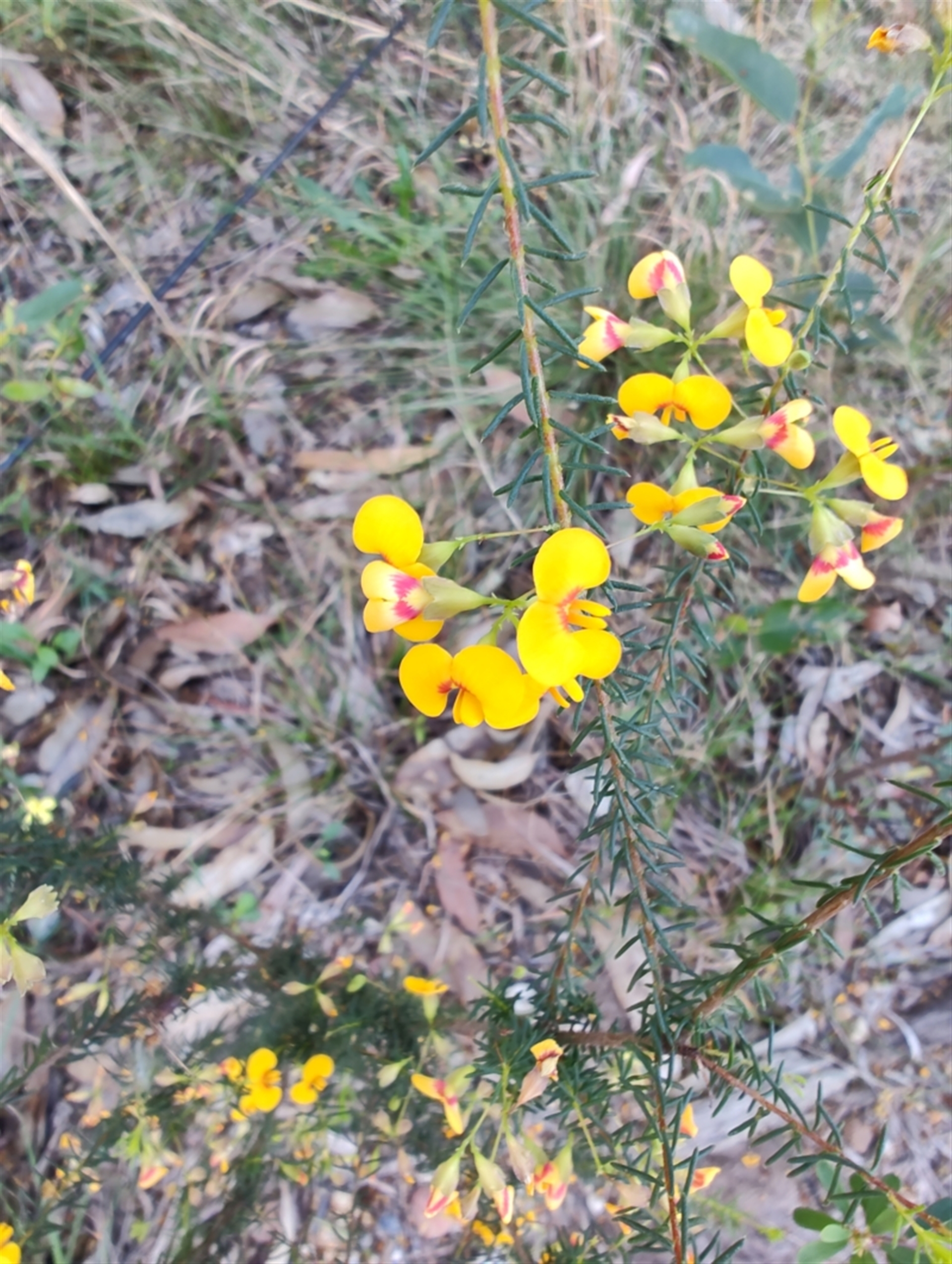 Dillwynia retorta at Teralba, NSW - 31 Aug 2024 02:52 PM