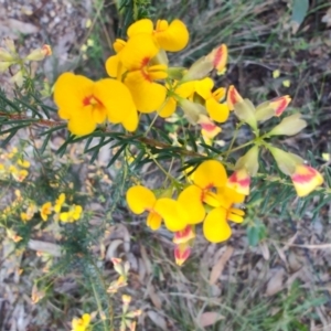 Dillwynia retorta at Teralba, NSW - 31 Aug 2024