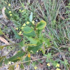 Dillwynia retorta at Teralba, NSW - 31 Aug 2024